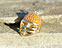 View Orange & Gold Helmet Image 6