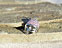 View Pink & White Helmet Image 5