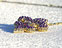View Fleur De Lis Purple Image 7