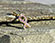 View Breast Cancer Pink Ribbon Gold Image 2