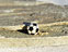 View Soccer Ball 5/8 Gold Image 5