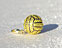 View Water Polo Ball Yellow Image 4